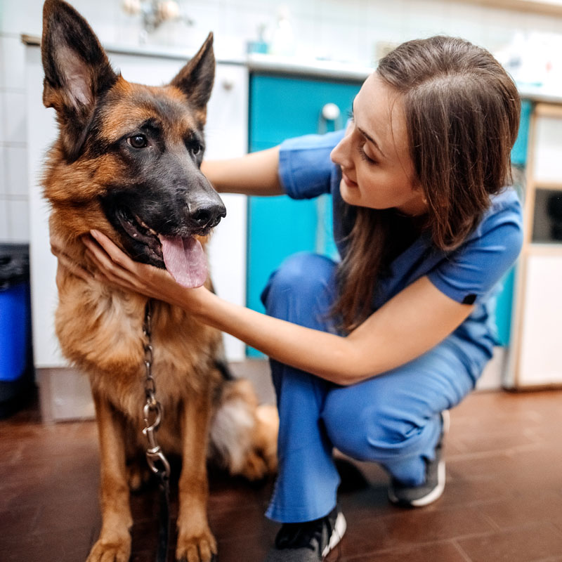 Veterinarian